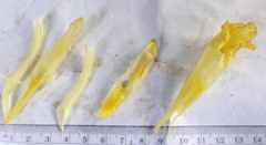 Dimerocostus argenteus