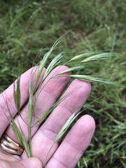 Bromus rigidus