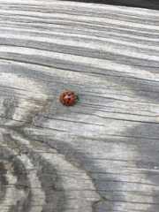 Harmonia axyridis
