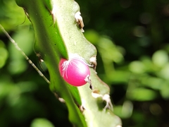 Lepismium cruciforme