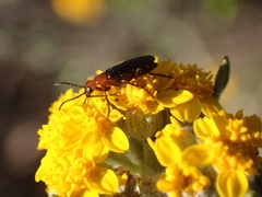 Lytta magister