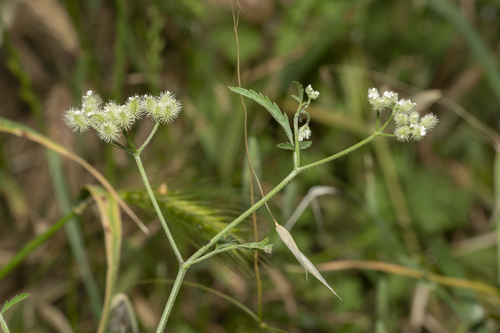 Torilis leptophylla iNat (1)