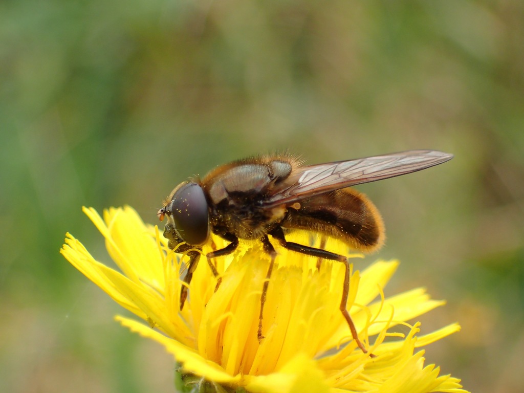 Cheilosia canicularis
