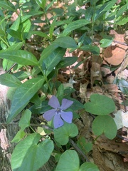 Vinca minor