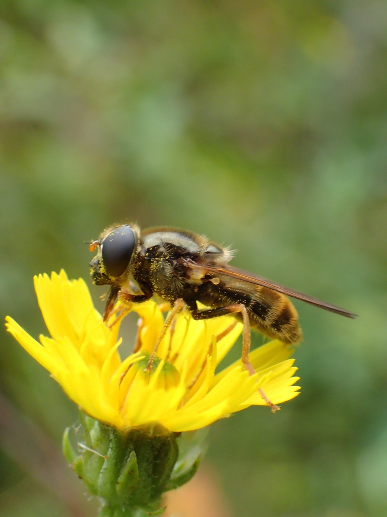 Cheilosia
