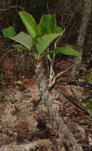 Euphorbia perrieri