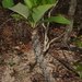 Euphorbia perrieri - Photo no rights reserved, uploaded by Romer Rabarijaona