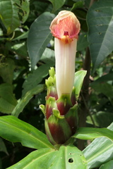 Costus guanaiensis tarmicus