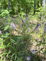 Orbexilum pedunculatum