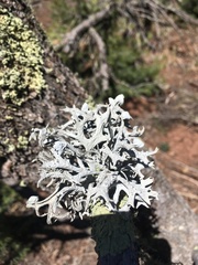 Pseudevernia consocians