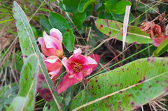 Kielmeyera rubriflora