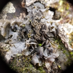 Collema subflaccidum