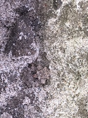 Gelastocoris oculatus