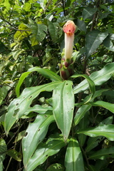 Costus guanaiensis tarmicus