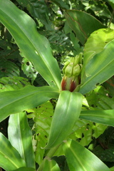 Costus guanaiensis tarmicus