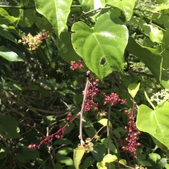 Trichostigma octandrum