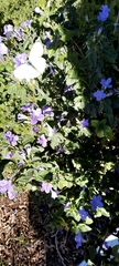 Barleria obtusa