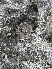 Gelastocoris oculatus