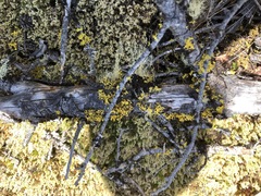 Vulpicida canadensis