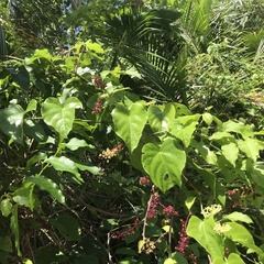 Trichostigma octandrum
