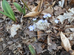 Hepatica