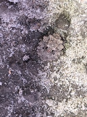 Gelastocoris oculatus