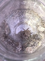 Gelastocoris oculatus