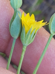 Blackstonia acuminata
