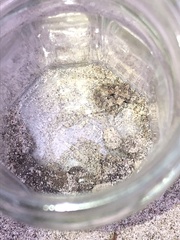 Gelastocoris oculatus