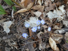 Hepatica