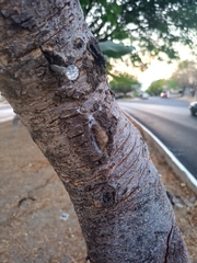 Coulteria platyloba