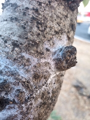 Coulteria platyloba