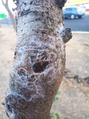 Coulteria platyloba