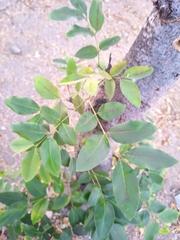 Coulteria platyloba