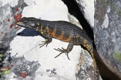 Pseudocordylus microlepidotus