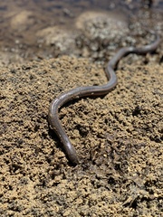 Farancia erytrogramma