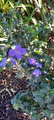 Barleria obtusa