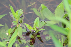 Armadillidium vulgare