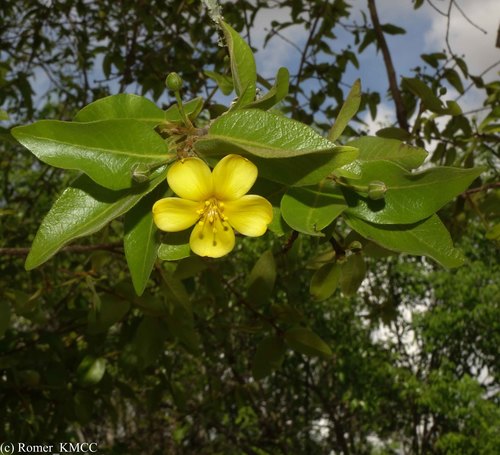 Hugonia longipes (Hugonia longipes)
