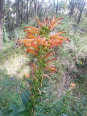 Siphocampylus tupaeformis