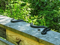 Coluber constrictor
