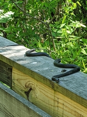 Coluber constrictor