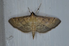 Herpetogramma theseusalis