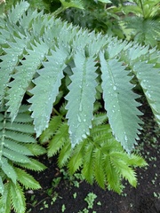 Melianthus
