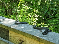 Coluber constrictor