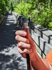 Coluber constrictor