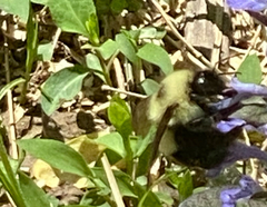Bombus bimaculatus