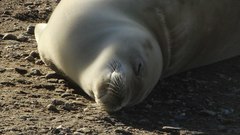 Lobodon carcinophaga