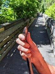 Coluber constrictor