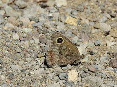 Pampasatyrus yacantoensis